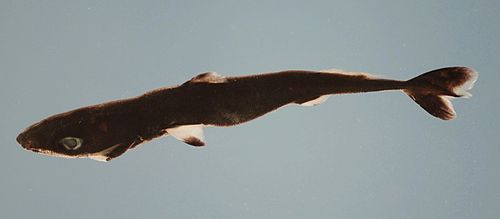 Spined pygmy shark